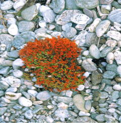 Ann Wegmuller Artist Sketchbook