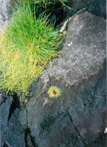 Ann Wegmuller Artist Sketchbook