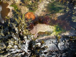 Ann Wegmuller Artist Sketchbook