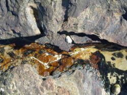 Ann Wegmuller Artist Sketchbook